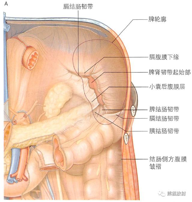 肾脏解剖结构图（解剖丨脾肾上腺泌尿生殖发育）(5)