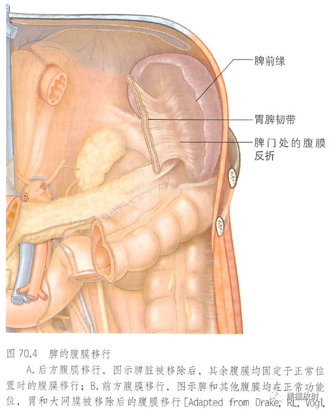 肾脏解剖结构图（解剖丨脾肾上腺泌尿生殖发育）(6)