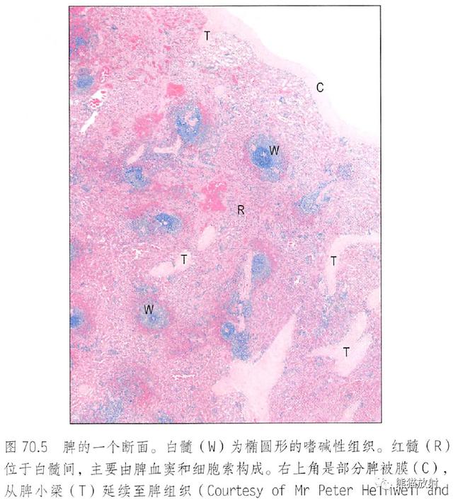 肾脏解剖结构图（解剖丨脾肾上腺泌尿生殖发育）(7)