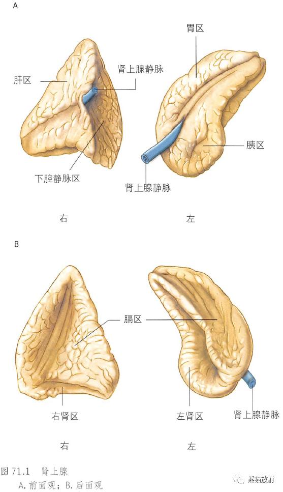 肾脏解剖结构图（解剖丨脾肾上腺泌尿生殖发育）(9)
