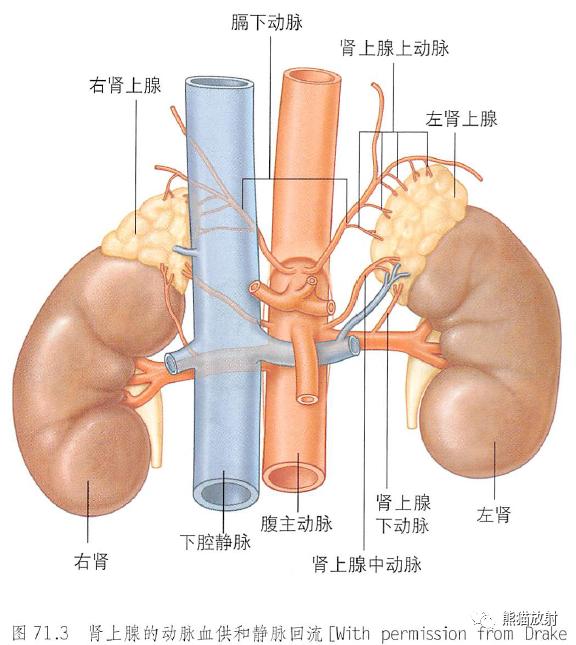 肾脏解剖结构图（解剖丨脾肾上腺泌尿生殖发育）(11)