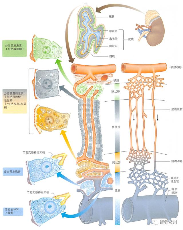 肾脏解剖结构图（解剖丨脾肾上腺泌尿生殖发育）(12)
