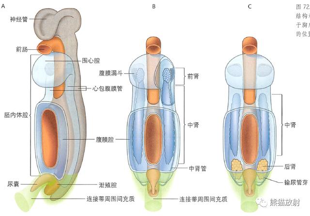 肾脏解剖结构图（解剖丨脾肾上腺泌尿生殖发育）(14)