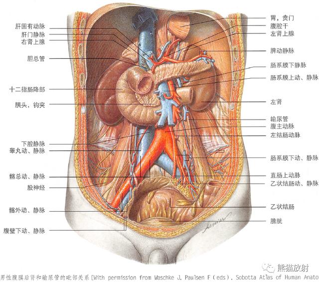 肾脏解剖结构图（解剖丨脾肾上腺泌尿生殖发育）(17)