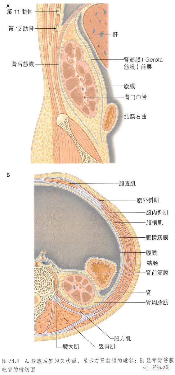 肾脏解剖结构图（解剖丨脾肾上腺泌尿生殖发育）(20)