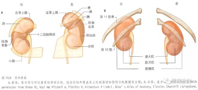 肾脏解剖结构图（解剖丨脾肾上腺泌尿生殖发育）(23)