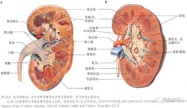 肾脏解剖结构图（解剖丨脾肾上腺泌尿生殖发育）(24)