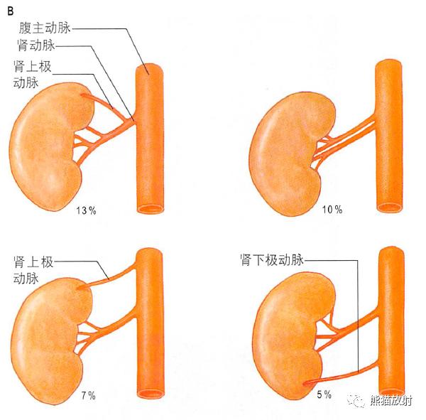 肾脏解剖结构图（解剖丨脾肾上腺泌尿生殖发育）(27)