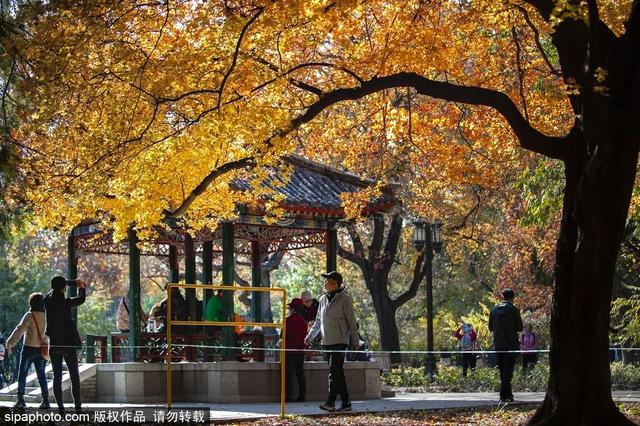 北京秋天最美的地方（足足20家北京最美秋色都在这里了）(5)
