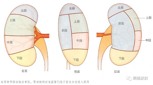 肾脏解剖结构图（解剖丨脾肾上腺泌尿生殖发育）(30)