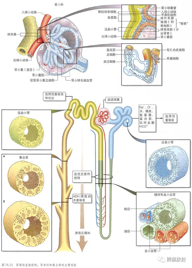 肾脏解剖结构图（解剖丨脾肾上腺泌尿生殖发育）(31)