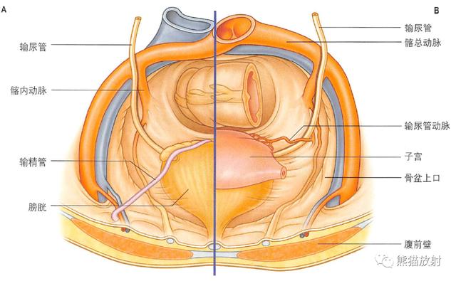 肾脏解剖结构图（解剖丨脾肾上腺泌尿生殖发育）(33)