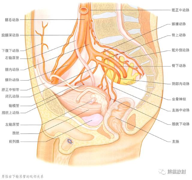肾脏解剖结构图（解剖丨脾肾上腺泌尿生殖发育）(34)
