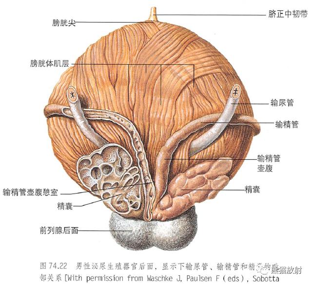 肾脏解剖结构图（解剖丨脾肾上腺泌尿生殖发育）(35)