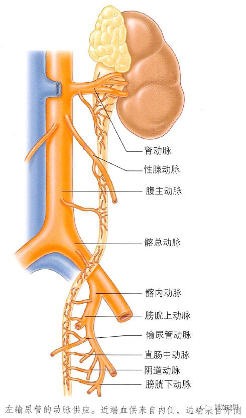 肾脏解剖结构图（解剖丨脾肾上腺泌尿生殖发育）(36)