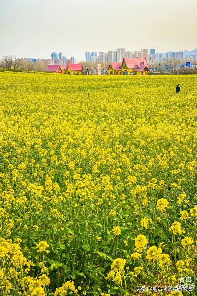 青岛一日游最佳路线（清明小长假青岛这9处景点适合）(16)