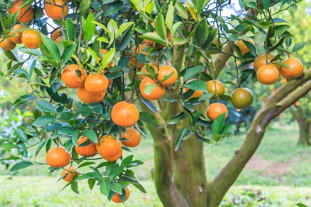 橘子树苗如何种植（桔子树的种植方法）