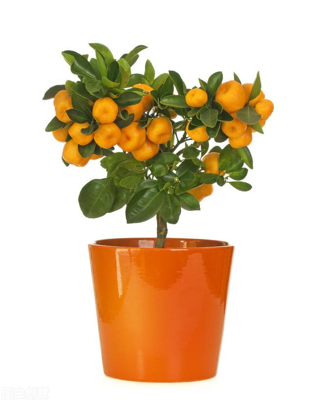 橘子树苗如何种植（桔子树的种植方法）(2)