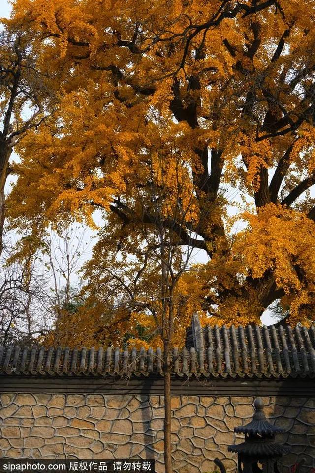 北京秋天最美的地方（足足20家北京最美秋色都在这里了）(23)