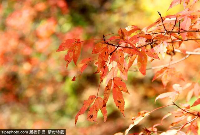 北京秋天最美的地方（足足20家北京最美秋色都在这里了）(38)