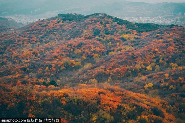 北京秋天最美的地方（足足20家北京最美秋色都在这里了）(51)