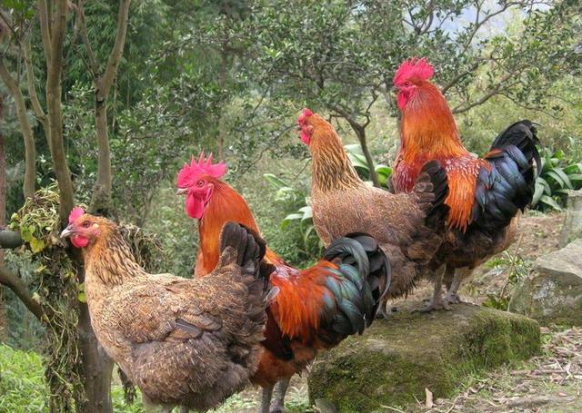 中国十大名鸡品种（吃过这10种鸡才能称之为）(1)