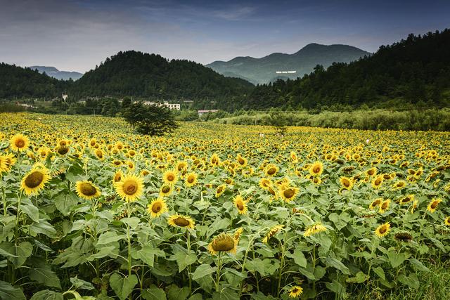 仙女山旅游攻略（武隆仙女山旅游攻略）(6)