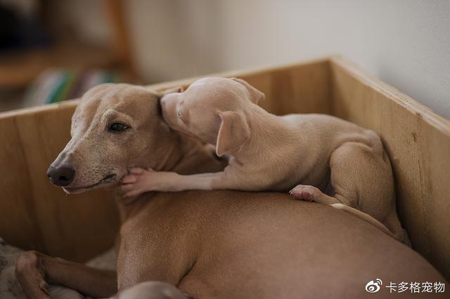 狗狗怀孕多久生（狗狗从怀孕到生产需要多长时间）(2)