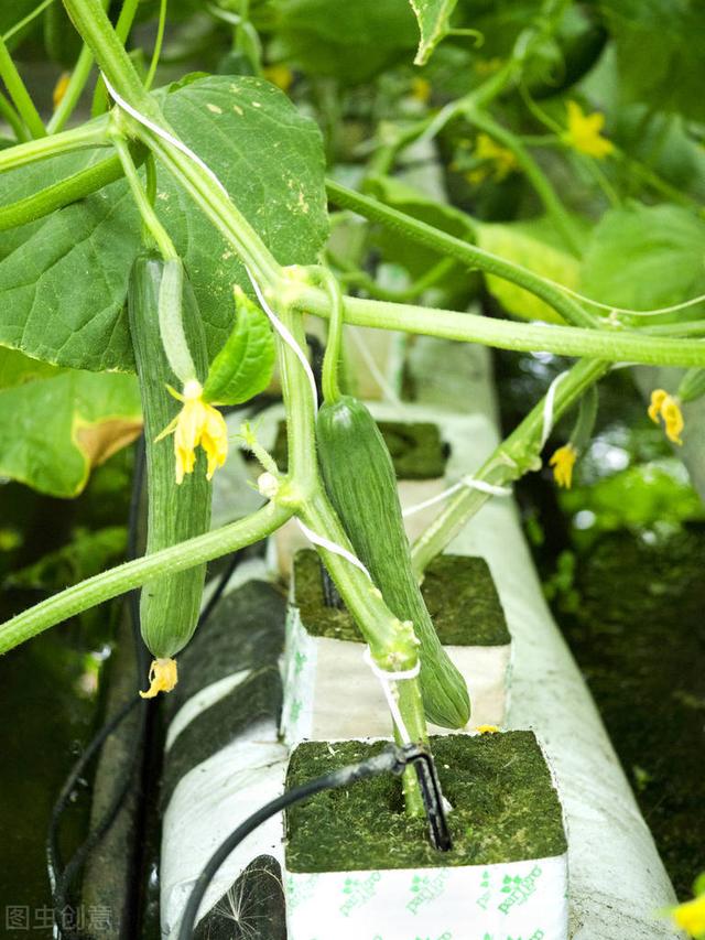 水果黄瓜的种植时间和管理方法（水果黄瓜种植技术要点）(3)