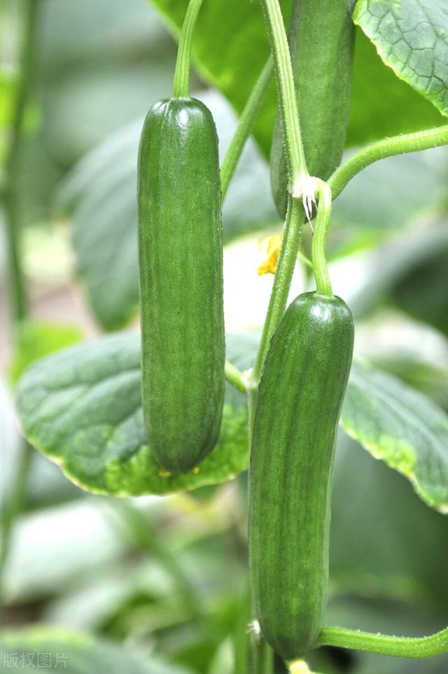 水果黄瓜的种植时间和管理方法（水果黄瓜种植技术要点）(4)