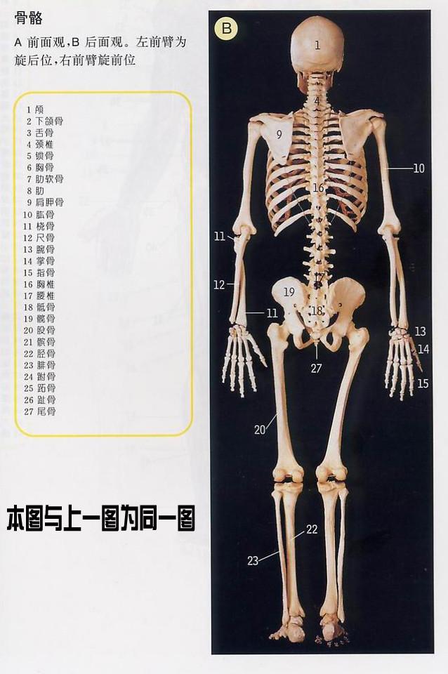 人体器官示意图（转载史上最全的人体）(2)