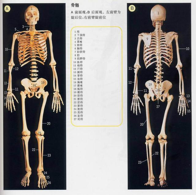 人体器官示意图（转载史上最全的人体）(3)