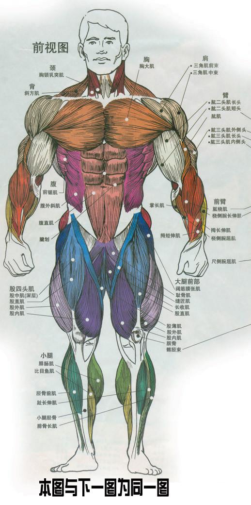 人体器官示意图（转载史上最全的人体）(5)