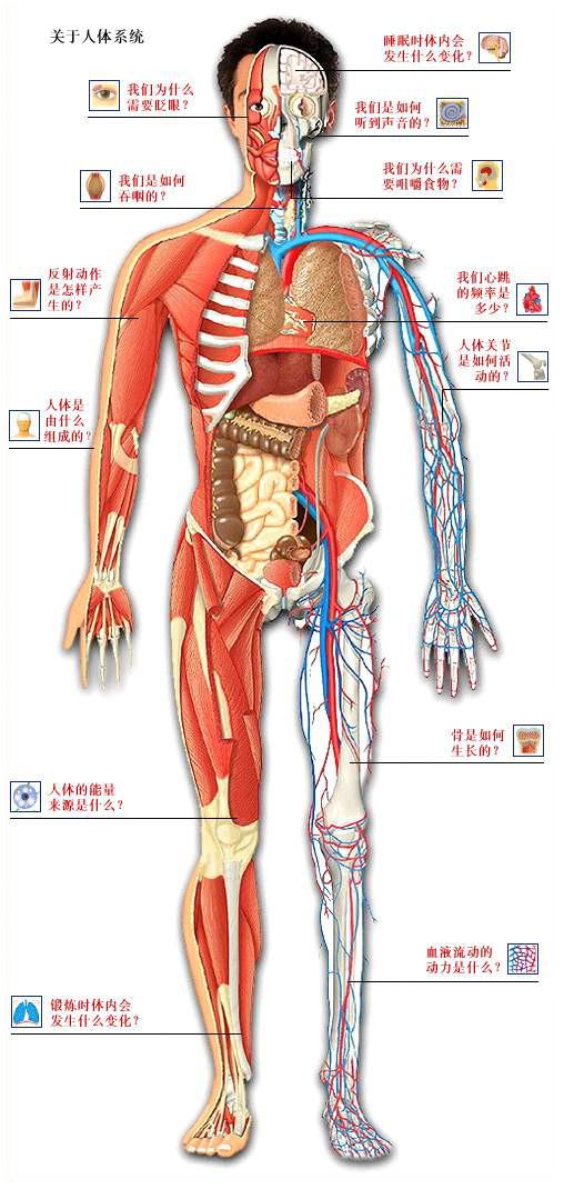 人体器官示意图（转载史上最全的人体）(8)