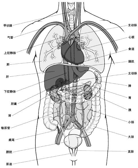 人体器官示意图（转载史上最全的人体）(9)