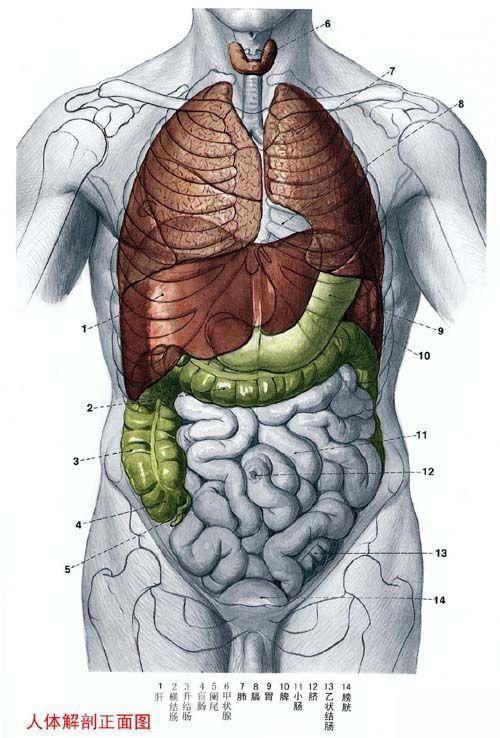 人体器官示意图（转载史上最全的人体）(11)