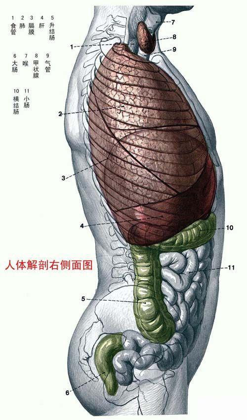 人体器官示意图（转载史上最全的人体）(13)