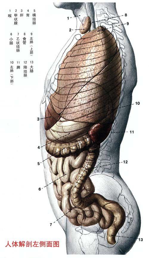 人体器官示意图（转载史上最全的人体）(14)