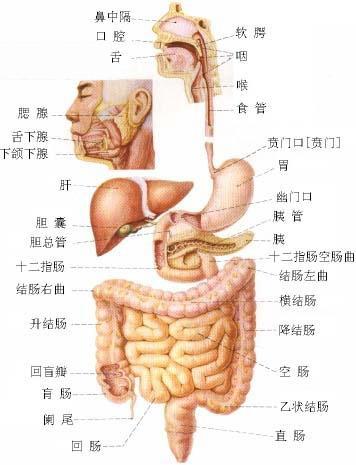 人体器官示意图（转载史上最全的人体）(15)