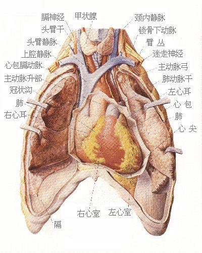 人体器官示意图（转载史上最全的人体）(16)