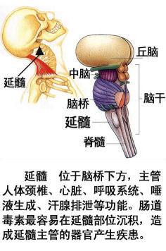 人体器官示意图（转载史上最全的人体）(23)