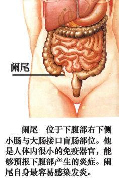 人体器官示意图（转载史上最全的人体）(30)