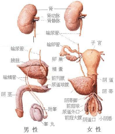 人体器官示意图（转载史上最全的人体）(31)