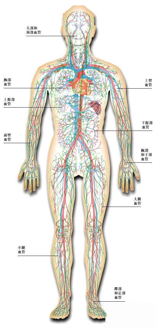 人体器官示意图（转载史上最全的人体）(32)