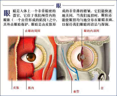 人体器官示意图（转载史上最全的人体）(38)