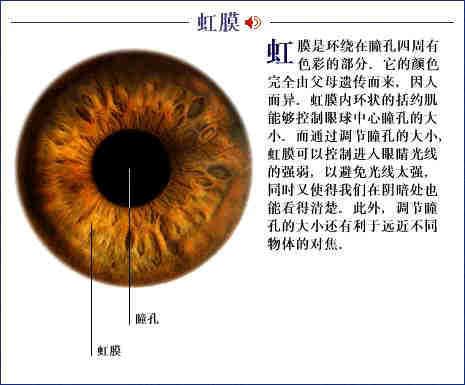 人体器官示意图（转载史上最全的人体）(39)