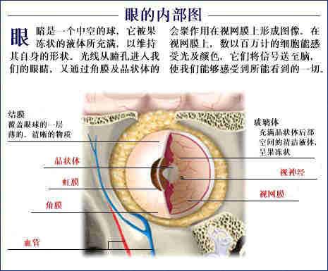 人体器官示意图（转载史上最全的人体）(40)