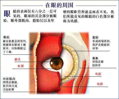 人体器官示意图（转载史上最全的人体）(42)