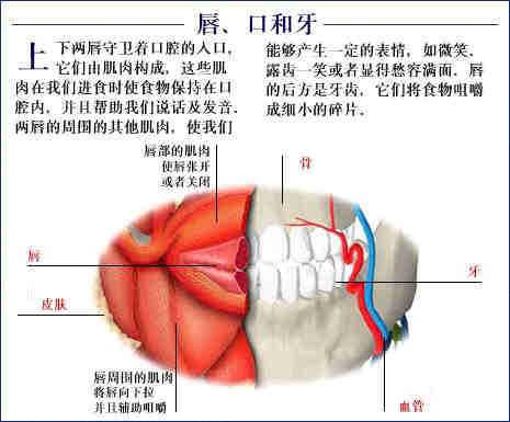 人体器官示意图（转载史上最全的人体）(43)