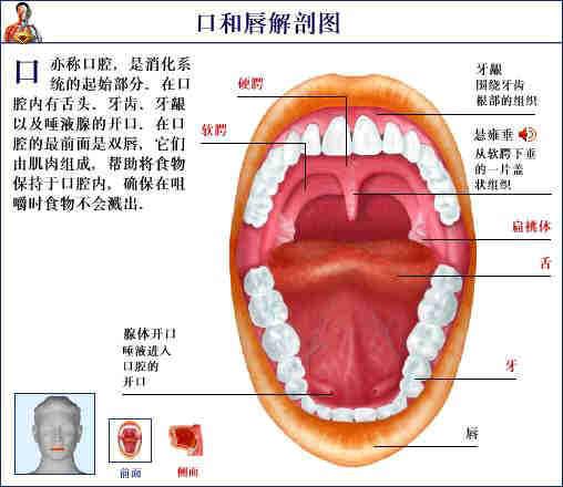 人体器官示意图（转载史上最全的人体）(44)